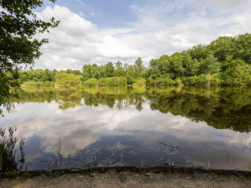Storks Swim View