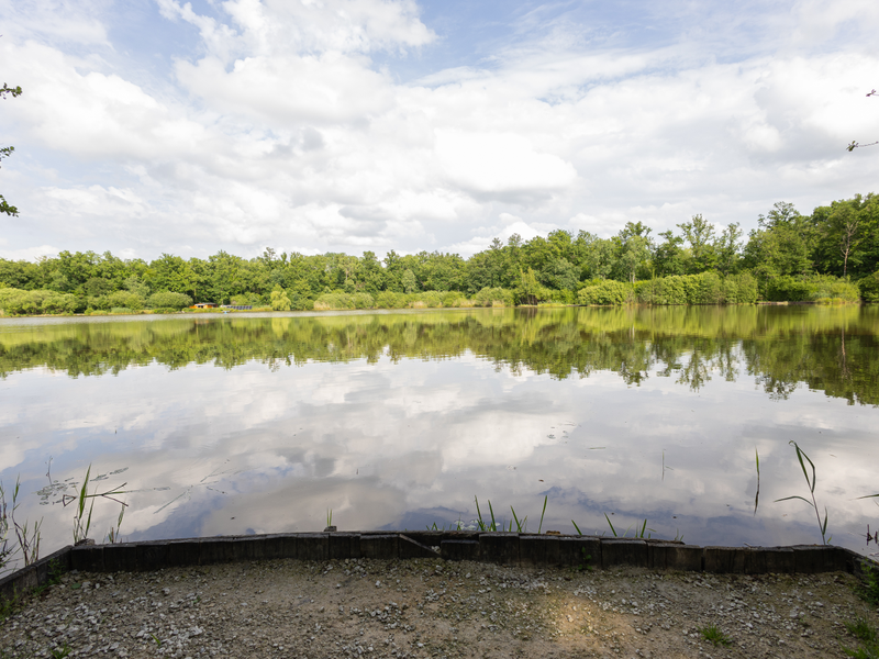Herons Swim View